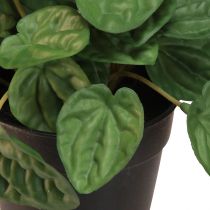 položky Peperomia Green Twist - Robustní, dekorativní pokojová rostlina v květináči o průměru 20 cm