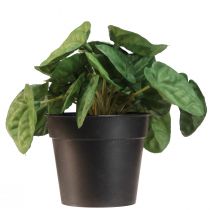 položky Peperomia Green Twist - Robustní, dekorativní pokojová rostlina v květináči o průměru 20 cm