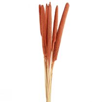 položky Perlové proso rákosí Babala proso oranžové 70cm 10 ks