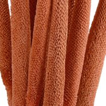 položky Perlové proso rákosí Babala proso oranžové 70cm 10 ks