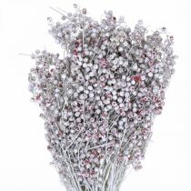 položky Bobule papriky sněžné, zimní dekorace, sušené květiny, advent, růžový pepř praný bílý 170g
