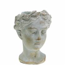 položky Poprsí hlavy rostliny šedomodré Ø8cm V15cm