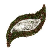 Rostlina vlnovka, mech 45cm x 18cm V7cm