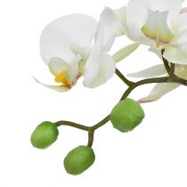 položky Krém Phalaenopsis v keramickém hrnci 33cm