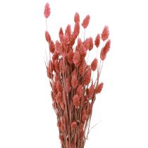 položky Phalaris shine tráva sušené květy růžové 64cm 70g × 2ks