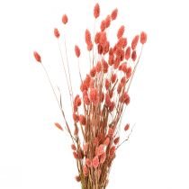 Phalaris růžová lesklá tráva sušená suchá dekorace 70cm 75g
