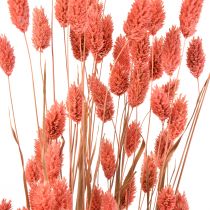 Phalaris růžová lesklá tráva sušená suchá dekorace 70cm 75g