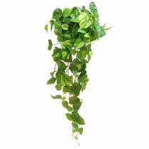 položky Věšák filodendron 80cm