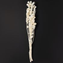 položky Sušený Physalis, bělený květ čínské lucerny, dekorativní Nicandra, 75-80 cm, 100 g