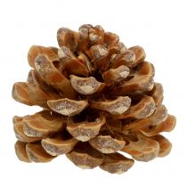 položky Šišky Pinus Šišky krém míchaný 5-18cm 25 ks