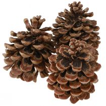 položky Pinus Pinea Pravé šišky Velké přírodní Borovice H10-12cm 50 ks