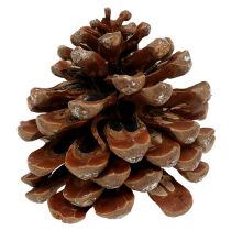 Pinus Pinea střední 10/14cm přírodní 50p