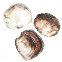 Capiz mušle, přírodní mušle, přírodní předměty Perleťově fialová 4–16 cm 430 g