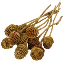 položky Platyspermum krém 1-3, 50 hlaviček