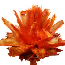 Plumosum 1 pomeranč 25ks