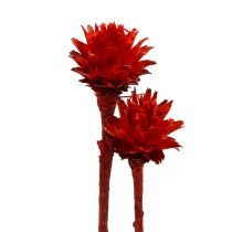 položky Plumosum 1 Red 25 ks