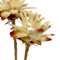 položky Leucospermum 1-3 Smíchejte smetanu 100 hlav