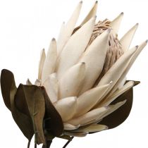 Protea Uměle povadlý Drylook Béžová Hnědá Zelená 72cm