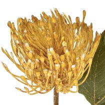 položky Umělý jehelníček Protea Leucospermum žlutý 30cm 6 ks