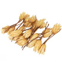 položky Proteen sušený Repens krém 1. volba 10-12cm 25 ks