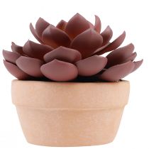 položky Sukulentní rostlina v květináči Echeveria umělá červená Ø15cm