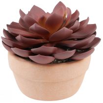 Sukulentní rostlina v květináči Echeveria umělá červená Ø15cm