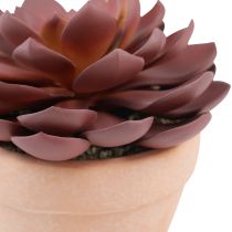 položky Sukulentní rostlina v květináči Echeveria umělá červená Ø15cm