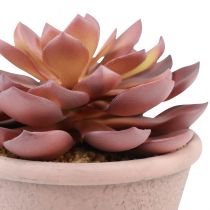 položky Sukulentní rostlina v květináči Echeveria umělá červená vintage Ø15cm H16cm
