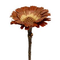 položky Repens Rosette Light 8-9cm 25 ks