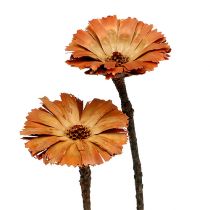 položky Repens Rosette Natural 6-7cm 50 ks