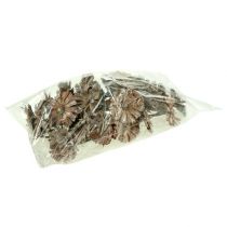 položky Protea rozeta 8-9cm bílá praná 25 ks