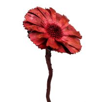 položky Repens Rosette Erika 8cm - 9cm 25 ks