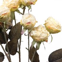 položky Umělé růže zvadlé Drylook 9 okvětních lístků krémové 69cm