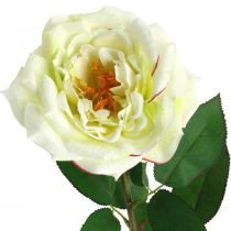 položky Umělá růže, dekorativní růže, hedvábný květ krémově bílá, zelená L72cm Ø12cm