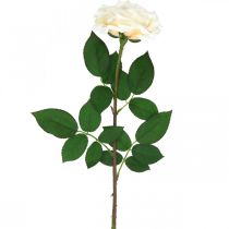 položky Krémově bílá meruňková růže, hedvábný květ, umělé růže L72cm Ø12cm