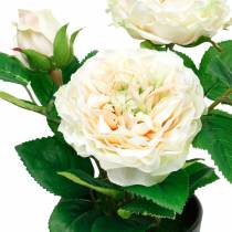 Pivoňka v květináči, romantická dekorativní růže, krémově bílý hedvábný květ