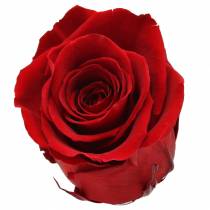 Infinity růže velké Ø5,5-6cm červené 6ks