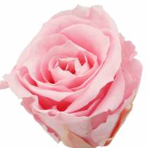 Věčné růže střední Ø4-4,5cm růžové 8ks