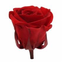 Konzervované růže střední Ø4-4,5cm červené 8ks