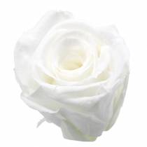 Konzervované růže střední Ø4-4,5cm bílé 8ks