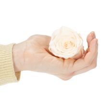 položky Růžové hlávky, konzervované květy pro elegantní květinové aranžmá, 5 cm, 6 kusů