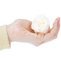 položky Konzervované růžové hlávky, odolná dekorace na stůl pro romantickou atmosféru, svatební dekorace, 5 cm, 6 kusů