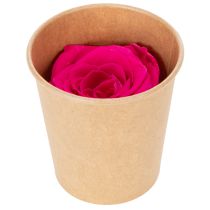 položky Dekorace z konzervovaných růží, pravé květiny na dekoraci stolu, unikátní a udržitelné květy, 5 cm, 6 kusů