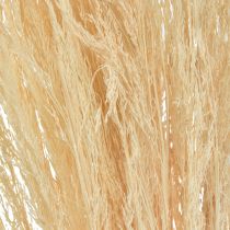 Ohýbaná tráva Agrostis Capillaris Suchá tráva bělená 65 cm 80 g