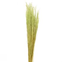 položky Bent Grass Agrostis Capillaris Suché trávy zelené 65cm 80g
