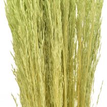 položky Bent Grass Agrostis Capillaris Suché trávy zelené 65cm 80g