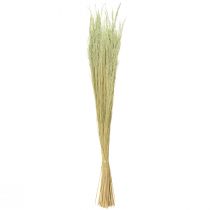 položky Bent Grass Agrostis Capillaris Suché trávy zelené 65cm 80g