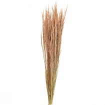 položky Red Bent Grass Agrostis Suchá Grass Red Brown 65cm 80g