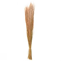 položky Red Bent Grass Agrostis Suchá Grass Red Brown 65cm 80g