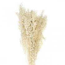 Ruscus twigs deco větvičky sušené květy krém 200g